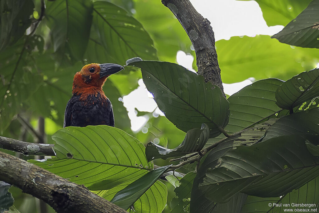 Bornean Bristleheadadult