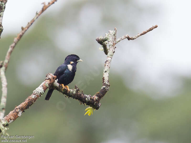 Sulawesi Mynaadult, identification