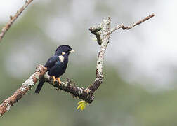 Sulawesi Myna