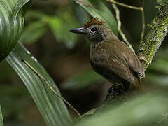 Plain-winged Antshrike