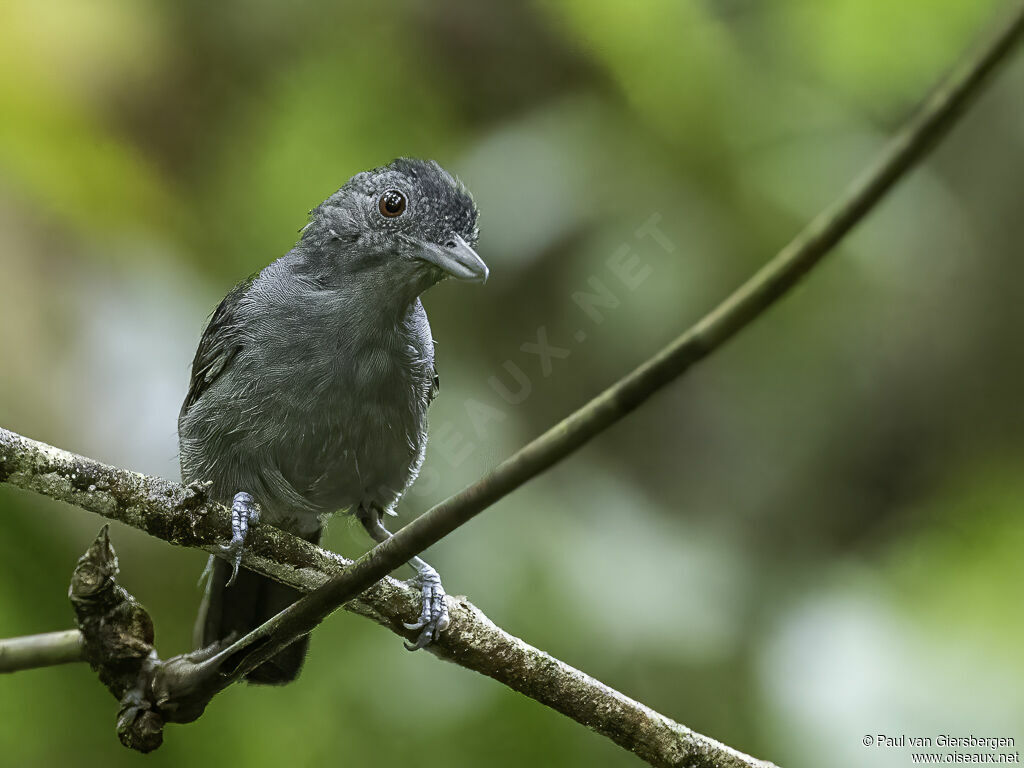 Plain-winged Antshrike male adult