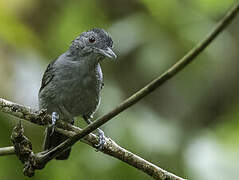 Plain-winged Antshrike