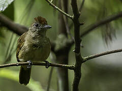 Plain-winged Antshrike