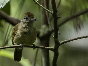 Batara à ailes unies