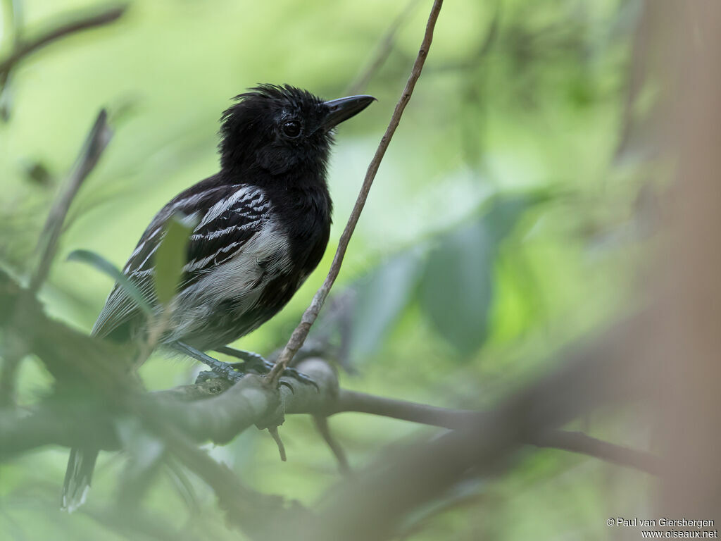 Black-backed Antshrike male adult