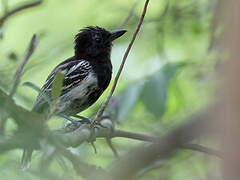 Black-backed Antshrike