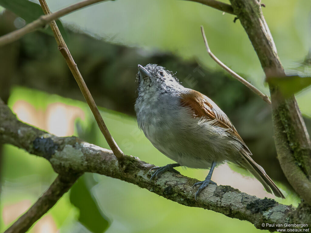 Rufous-backed Antvireo