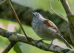 Rufous-backed Antvireo