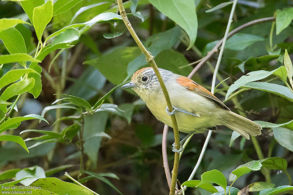 Batara à dos roux femelle adulte, identification