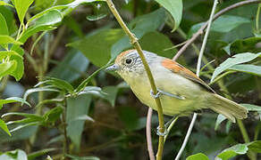 Rufous-backed Antvireo