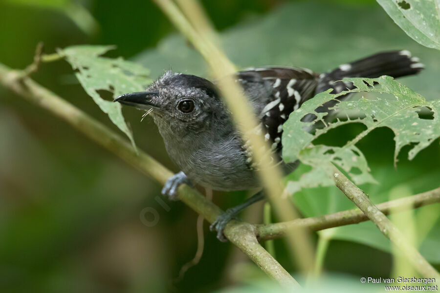 Black-crowned Antshrikeadult