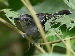 Black-crowned Antshrike