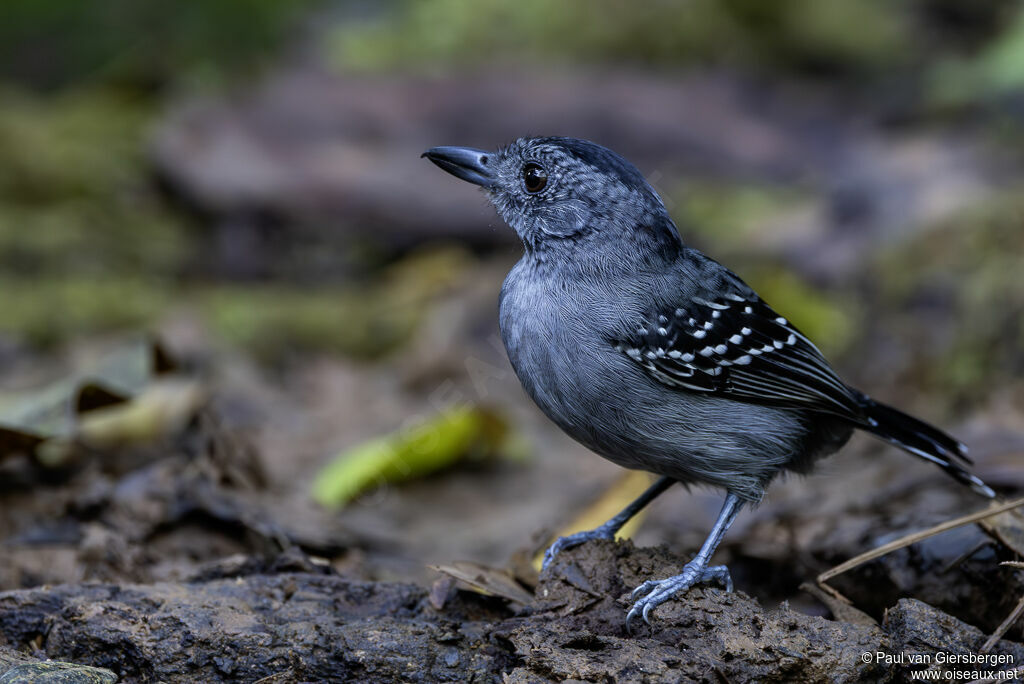 Batara à nuque noire