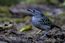 Batara à nuque noire