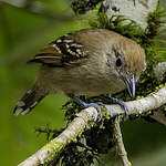 Batara à nuque noire