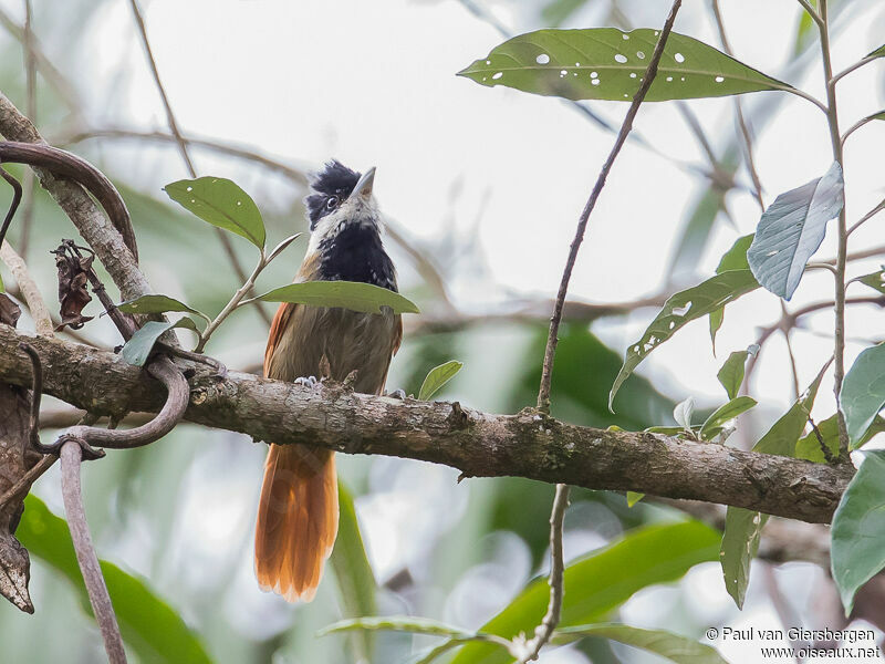 White-bearded Antshrike