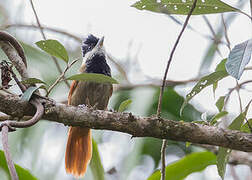 White-bearded Antshrike