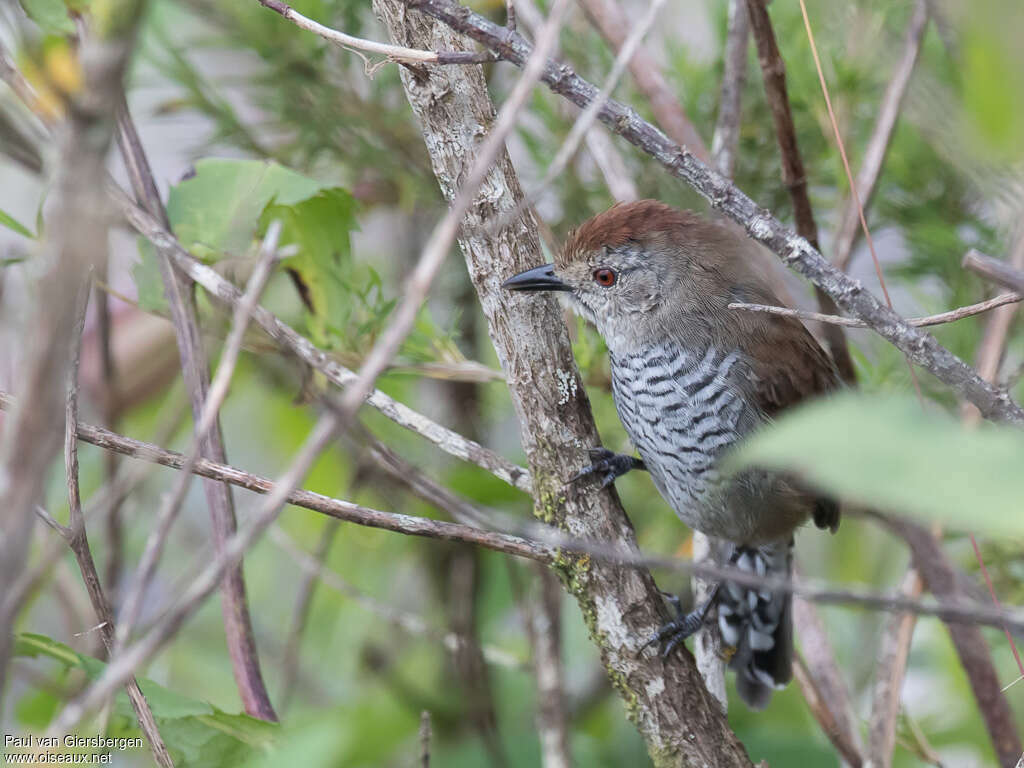 Rufous-capped Antshrike male adult, Behaviour