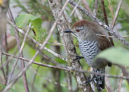 Rufous-capped Antshrike