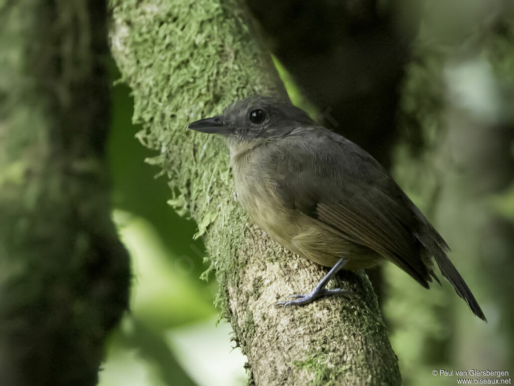 Dusky-throated Antshrike female adult