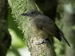 Dusky-throated Antshrike