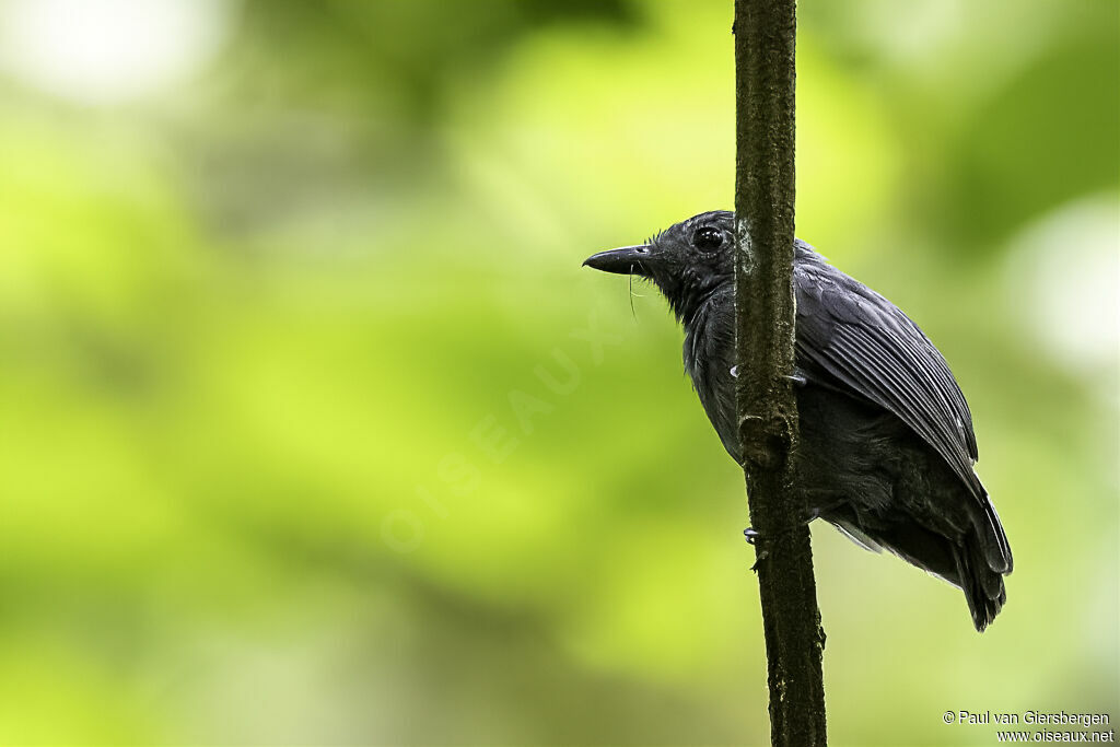 Dusky-throated Antshrike male adult