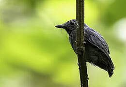 Dusky-throated Antshrike