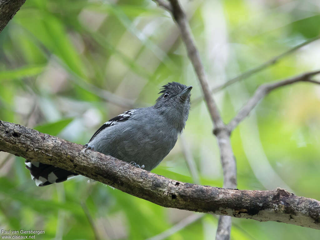 Variable Antshrike male adult, pigmentation