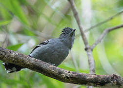 Variable Antshrike