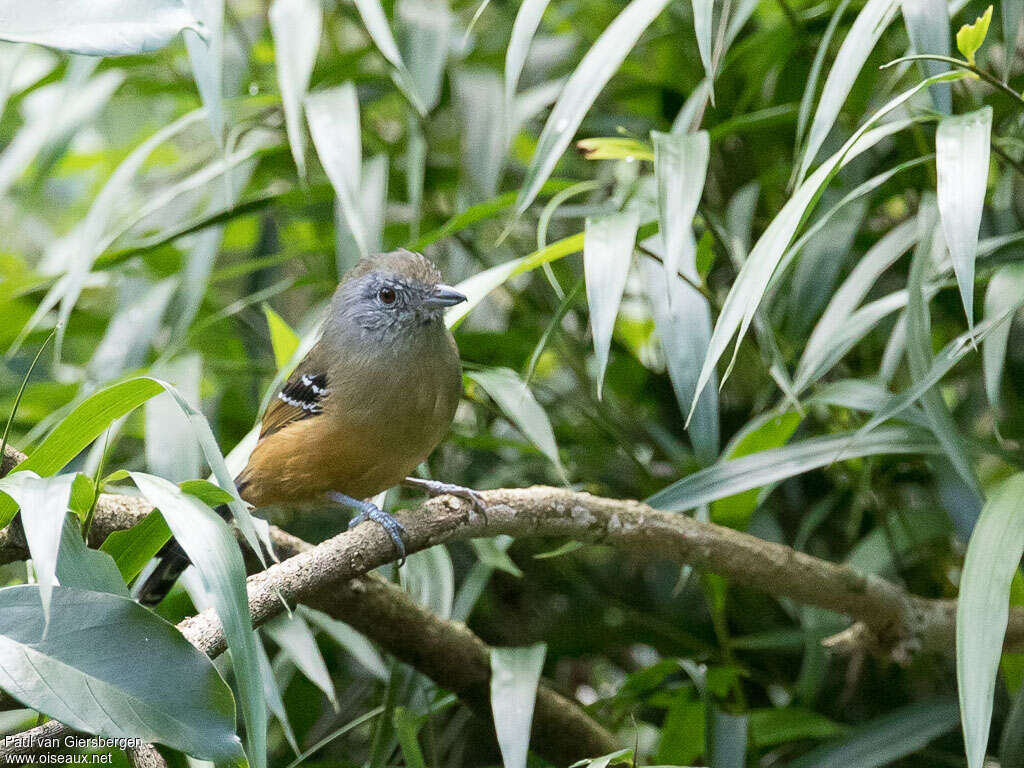 Variable Antshrike female adult, identification