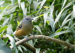 Variable Antshrike