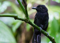 Black-hooded Antshrike