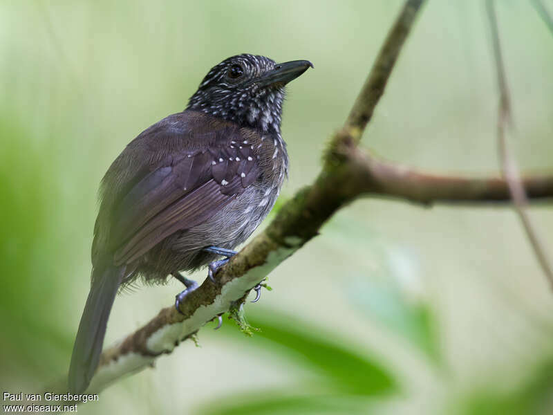 Black-hooded Antshrike female adult, identification