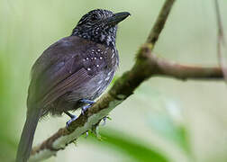 Black-hooded Antshrike