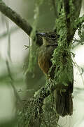 Cinereous Antshrike