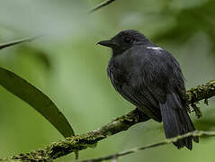 Cinereous Antshrike