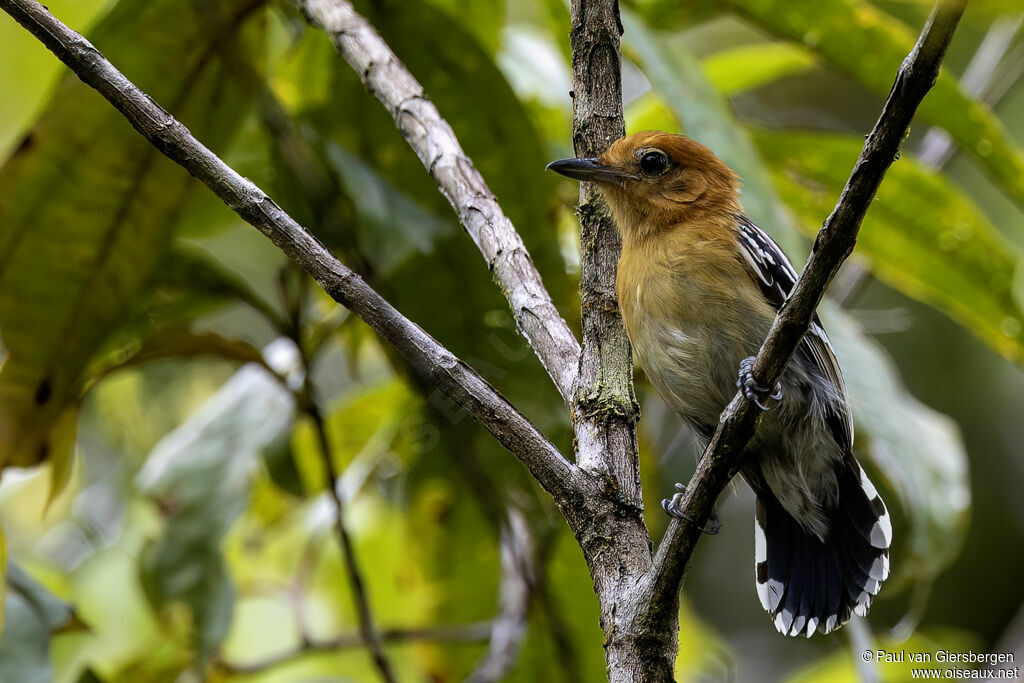 Batara d'Amazonie femelle adulte
