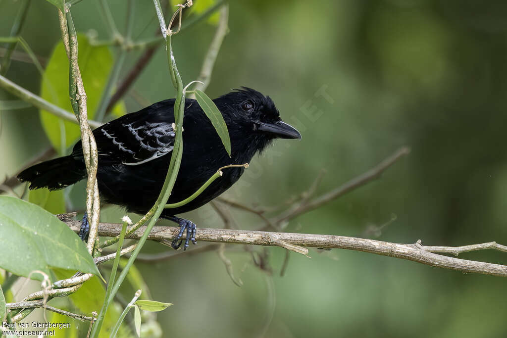 Castelnau's Antshrike male adult
