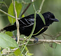 Castelnau's Antshrike