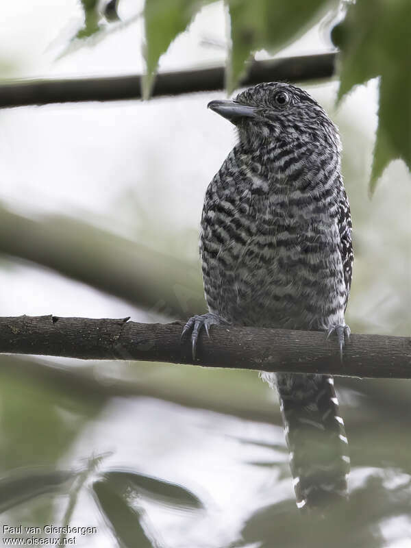 Bar-crested Antshrike male adult, close-up portrait