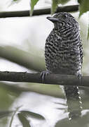 Bar-crested Antshrike