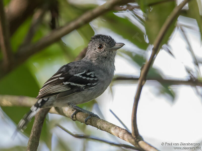 Sooretama Slaty Antshrike