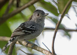 Sooretama Slaty Antshrike