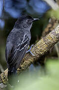 Blackish-grey Antshrike