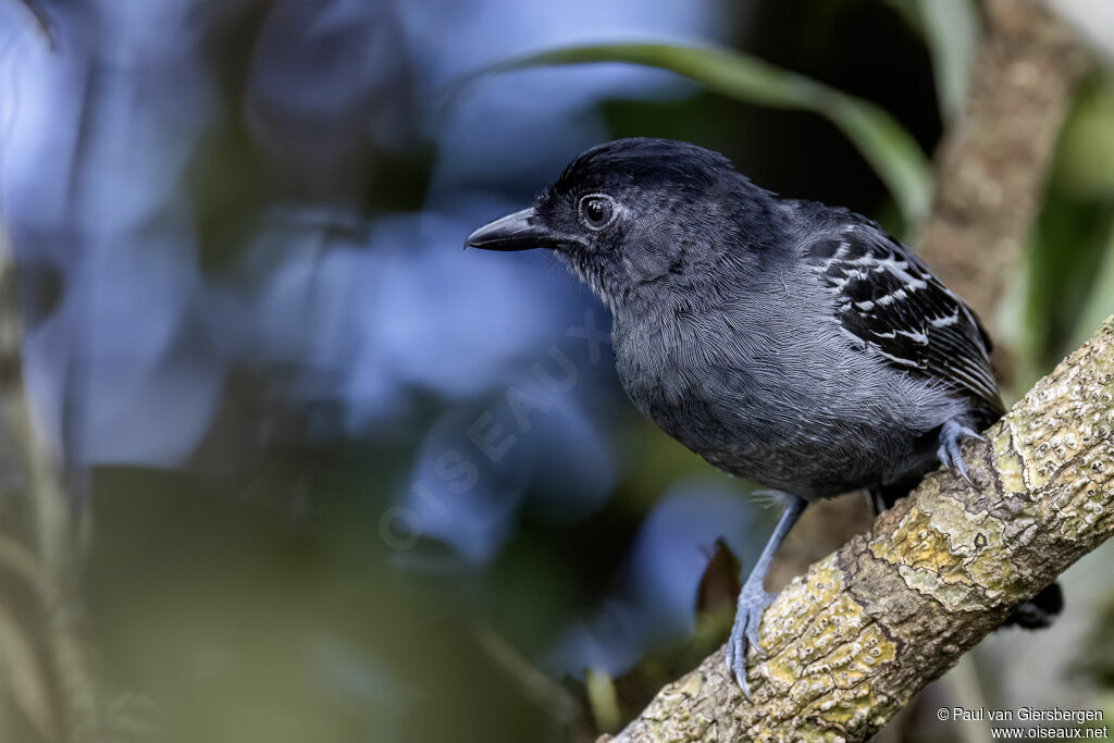 Blackish-grey Antshrike male adult