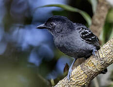 Blackish-grey Antshrike