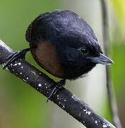 Black Bushbird