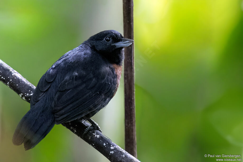 Black Bushbird female adult