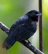 Black Bushbird