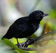 Black Bushbird